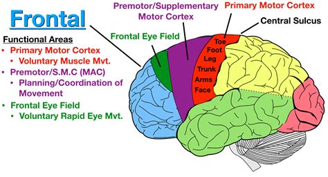 Lobes Of The Brain Cerebral Cortex Anatomy Function Labeled Diagram