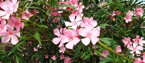 Oleander Uprawa Oleandra W Pojemnikach Pielęgnacja Choroby