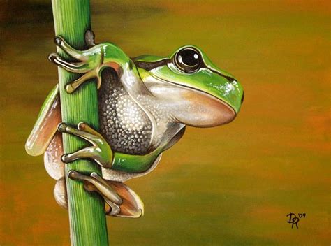 25 Best Frogs Images On Pinterest Frog Art Frogs And Water Colors