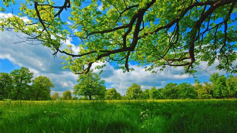 흐린 하늘 아래 녹지 잔디에 둘러싸인 초원 여름 나무 자연의 Hd 바탕 화면 배경 무늬 와이드 스크린 고화질 전체 화면