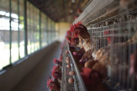 Singapore Bans Live Chicken From Malaysian Poultry Farms Agrospectrum