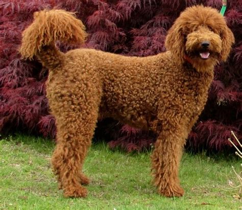 Red Standard Poodles Revolution Zig Zag Our Small Red Standard
