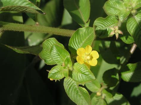 Ludwigia Leptocarpa Nutt Hhara By Cyril Crusson On 20 November 2004