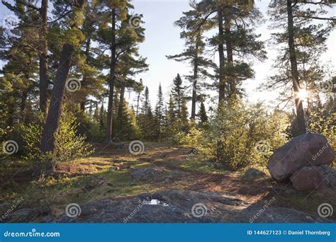 Pine Trees At Dawn With Rocks And Path In Northern Minnesota Stock