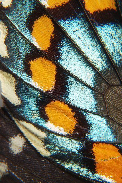 Wing Patterns In Nature Butterfly Art Butterfly Wings