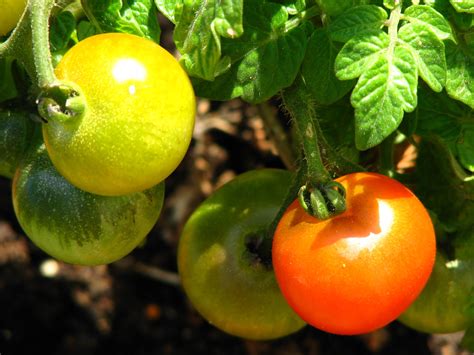 Unripe Tomatoes On A Plant Free Image Download
