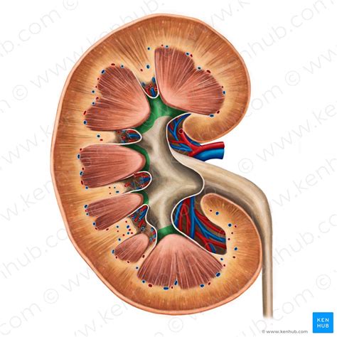 Urinary System Quizzes And Labeled Diagrams Kenhub