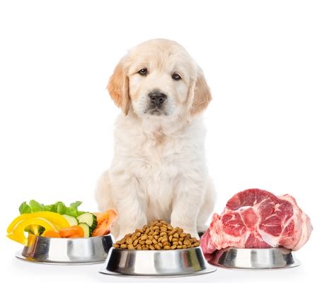 Neither group is likely to change. 7 Best Raw Dog Food Recipes (Great for Beginners of Raw ...