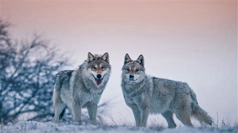 Download 1366x768 Wallpaper Predator Animal Wolves