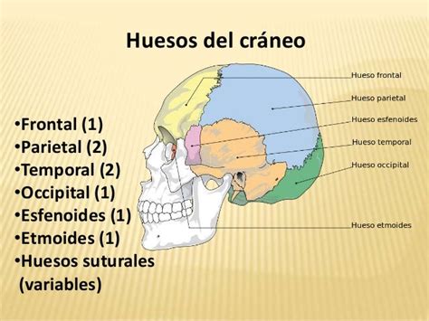 Huesos Del Cráneo Humano