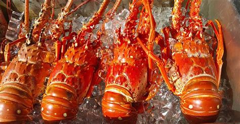 Lobster Fishery Season Opens August 2 St Lucia News Now