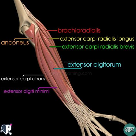 Forearm Muscles