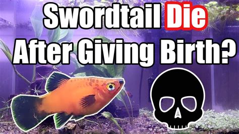 Why Swordtail Fish Die After Giving Birth Youtube