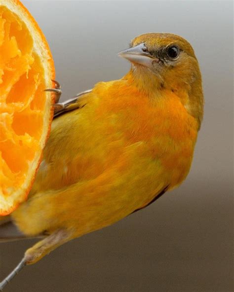 8 Types Of Orioles To Look For In North America Birds And Blooms