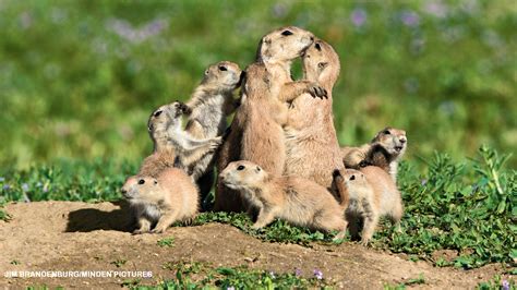 How To Get Rid Of Prairie Dogs In Your Backyard