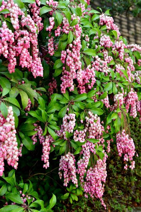 These Beautiful Flowering Shrubs Will Add Major Color To Your Garden