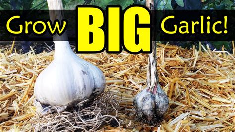 Is Waxy Breakdown Garlic Edible New Update