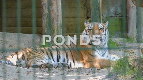 The Siberian Tiger Panthera Tigris Altaica Wild Animals In Captivity