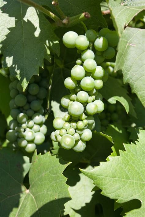 Green Grapes Stock Image Image Of Grow Green Viticulture 67427693