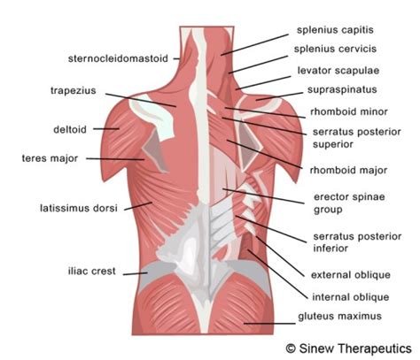 In the upper back region, the trapezius, rhomboid major, and levator scapulae muscles anchor the scapula and clavicle to the spines of several vertebrae and in addition to moving the arm and pectoral girdle, muscles of the chest and upper back work together as a group to support the vital process of. Lower Back Muscle Strains Information - Sinew Therapeutics