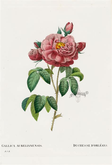 Redoute's roses by pierre j. P. J. Redoute Les Roses Prints 1828