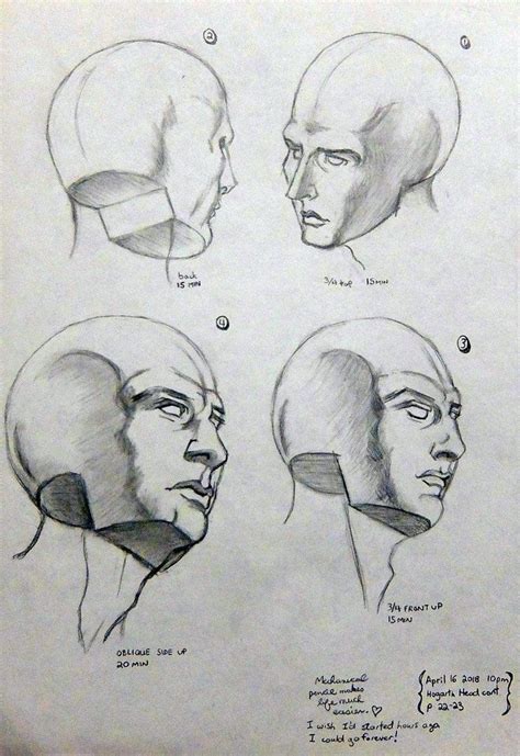 From Drawing The Human Head By Burne Hogarth For Art Anatomy Study