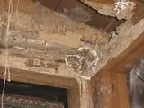 Images of Termite Infestation In House