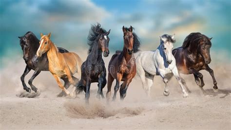 Six Horse Run In Sandy Desert Stock Photo Image Of Running Herd