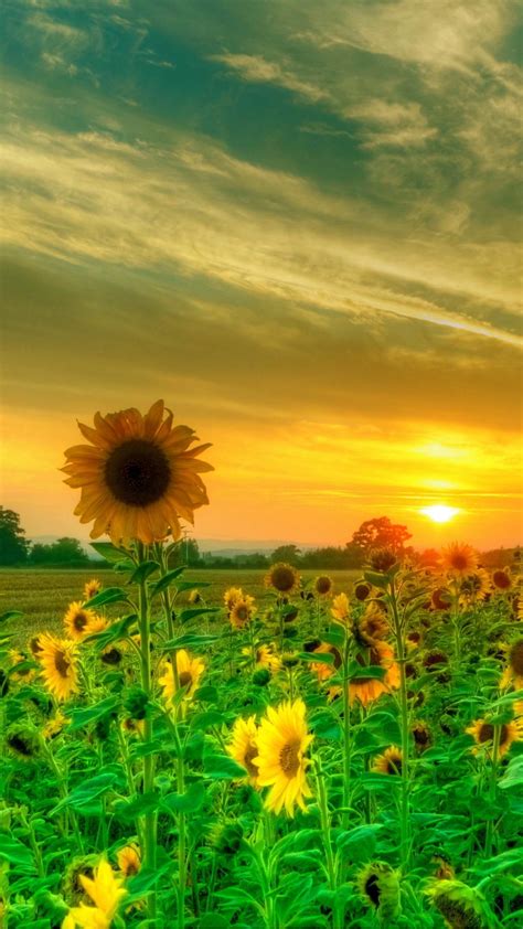 Sunflower Field Backiee