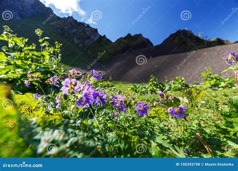 Wide Angle Photo Of Wild Flowers In Mountain Valley Stock Photo