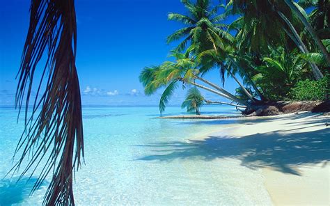 Sea Beach Sand Palm Trees Tropical Water Wallpaper Coolwallpapers Me