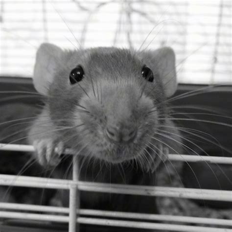 Just like human beings, rats come in all shapes and forms. Pictures of Keeping Rats as Pets, 3