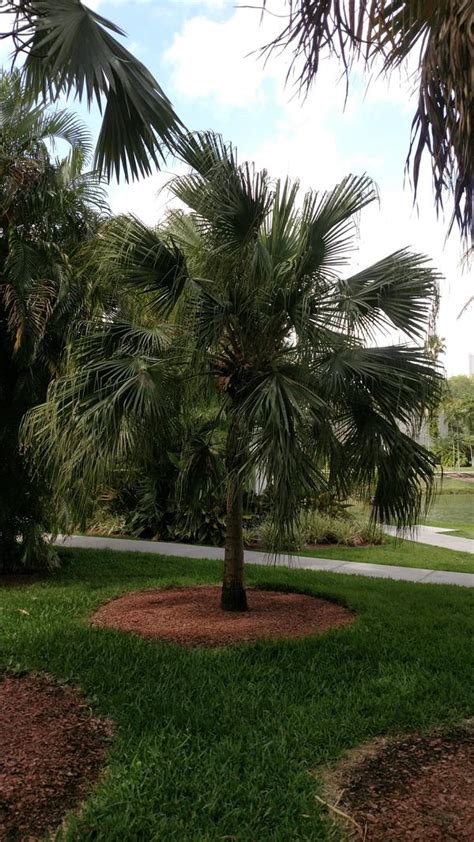 Livistona Chinensis Chinese Fan Palm From Plant Life Farms