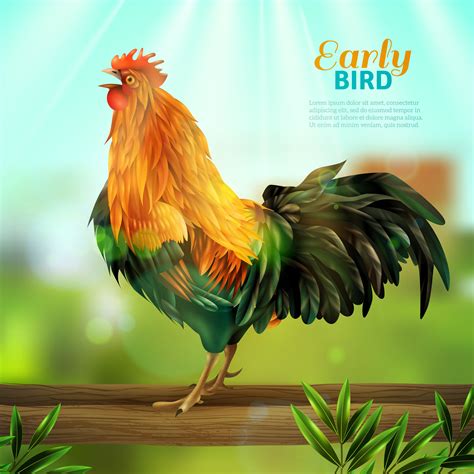 Rooster Vector Illustration 476908 - Download Free Vectors ...