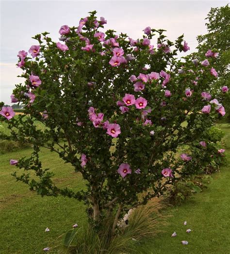 Hibiscus Tree Seeds Rose Of Sharon Pink Flowering Etsy