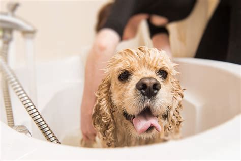 Wonder why dog groomers deserve to be tipped, and what else should you expect from. How Often Should I Groom My Dog?