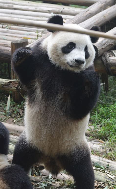 Panda Standing Up Tibettravel Panda Animals Cute Dogs And Puppies