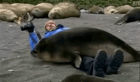 Seal  Find And Share On Giphy