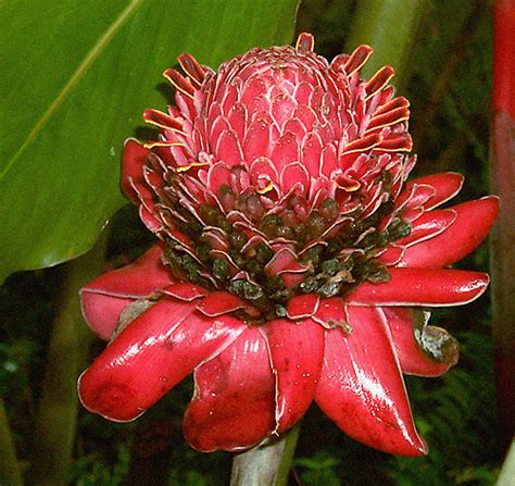 * rafflesia is the official state flower of sabah in malaysia, as well as for the surat thani province, thailand. Plants of Malaysia & Borneo