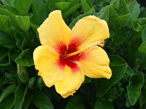 Yellow Hibiscus Flowers Wallpapers 1600x1200 226736