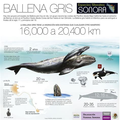 Ballena Gris Gray Whale Visually Whale Save The Whales Gray Whale