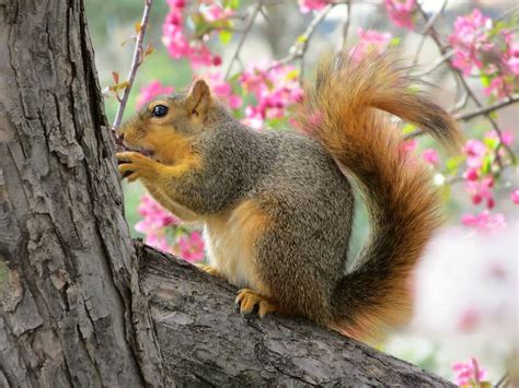 10 Plants That Squirrels Hate Wont Eat Rhythm Of The Home