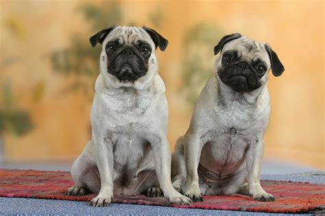 China is the earliest known source for pugs, where they were pets of the buddhist monasteries in tibet. Pug Dog Breed Profile