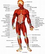 Anatomie musculaire