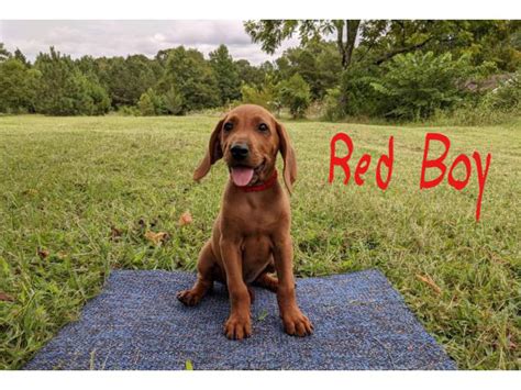 3 Boys Redbone Coonhound Puppies Available Greenville Puppies For