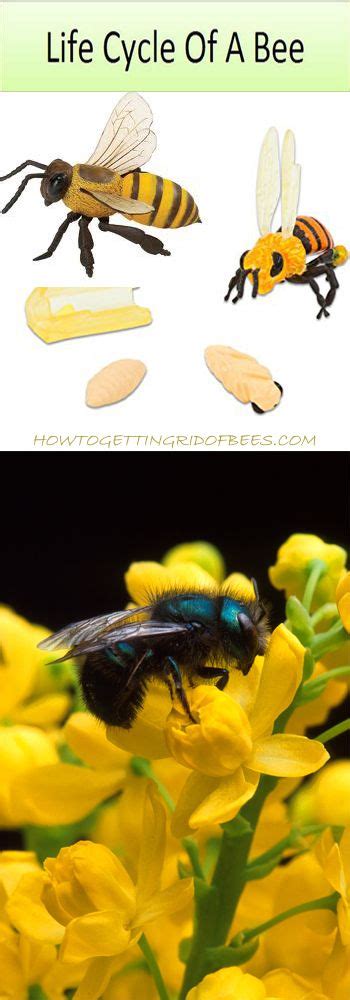 Life Cycle Of A Bee How Honey Bees And Queen Bees Change As They Grow
