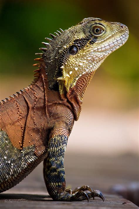 Small group sizes, expert interpretive guiding and a commitment to protecting australia's unique fauna mean your experience will be meaningful in a multitude of ways. Eastern Water Dragon | Animals wild, Animals, Reptiles