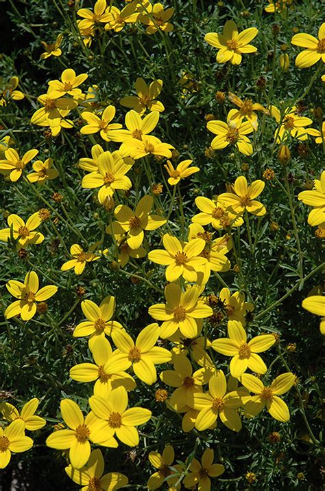 How to grow bidens ferulifolia alternative names: Peter's Gold Carpet Bidens (Bidens ferulifolia 'Peter's ...
