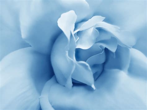 Download and use 4,000+ aesthetic pictures for free. Blue Pastel Rose Flower Photograph by Jennie Marie Schell