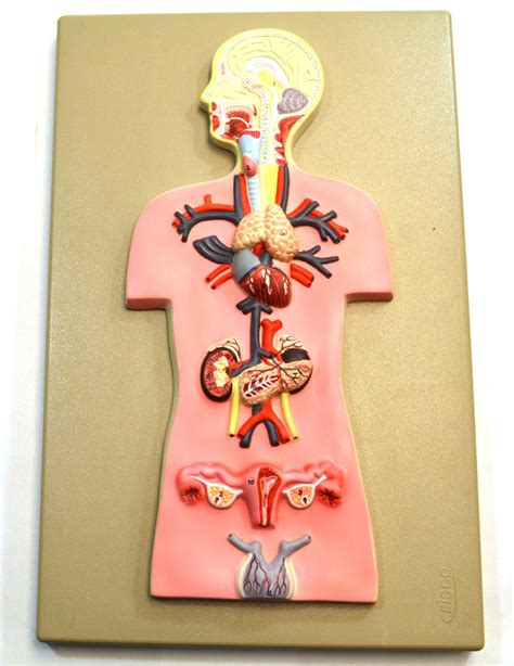 Eisco Labs Human Endocrine System Anatomical Model Miniature Size Cross Section Approx
